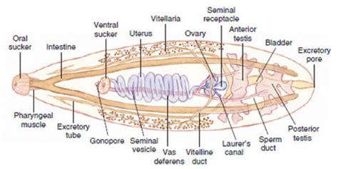 Intestinal Flukes - Live Disease Free