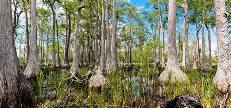 Apalachicola National Forest, Florida | Roadtrippers