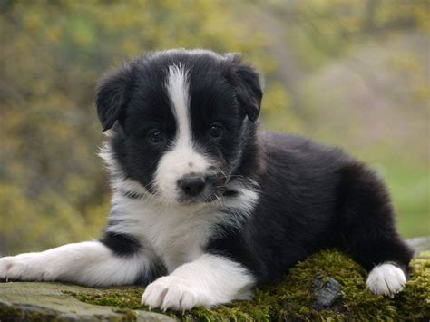 Pin von Barbara rathmanner auf Border Collie Puppies | Border collie ...