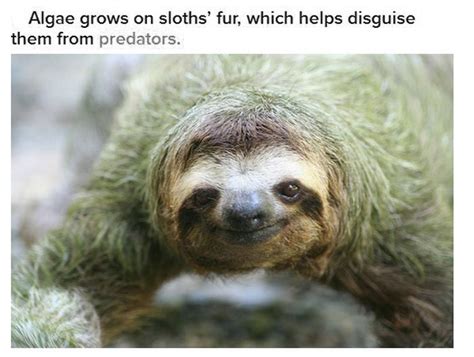 Fun And Interesting Facts About Sloths (17 pics)