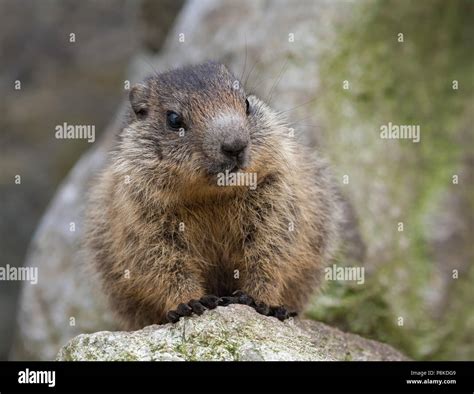 Baby Marmot High Resolution Stock Photography and Images - Alamy