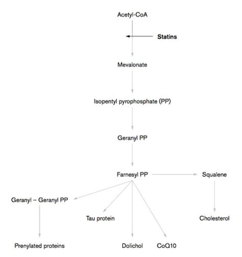 Positive Health Online | Article - The Real Causes of Heart Disease - [and Statins don't help]