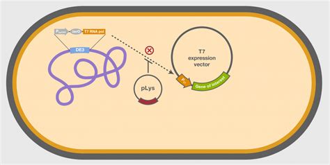 Expression Vectors: Types & Characteristics – StudiousGuy