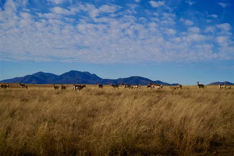 Coronado National Forest Grazing - Southern Arizona Quail Forever