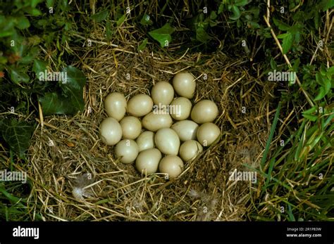 Partridge, gray partridges (Perdix perdix), Chicken birds, Animals ...