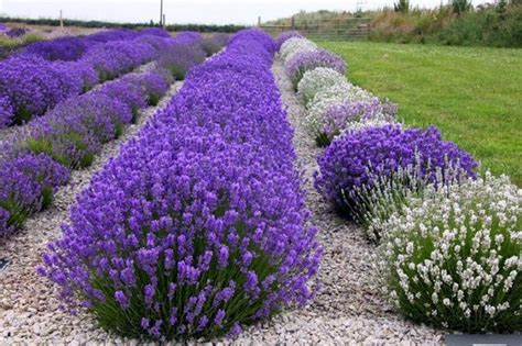 LAVENDER COLOR - About the Lavender Colour