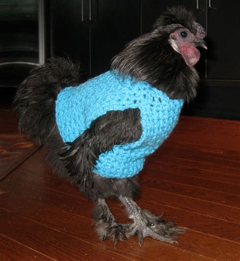 Chicken sweater hen sweater chickens hens roosters.