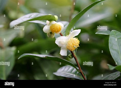 Blooming tea plant (Camellia sinensis Stock Photo - Alamy