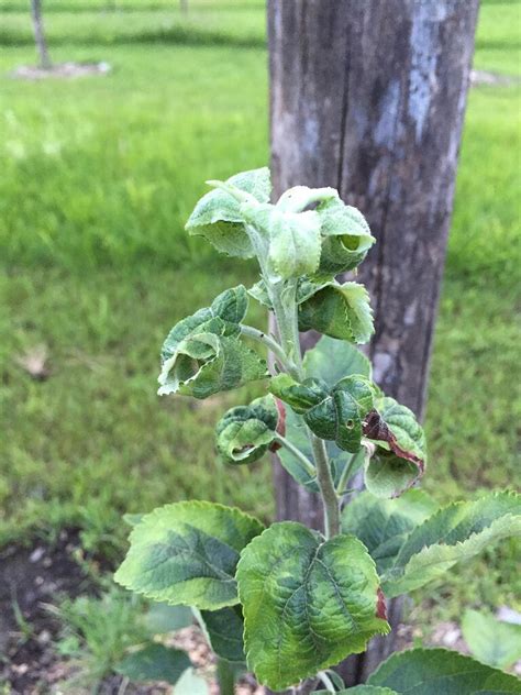 Leaf curl on young Apple trees - General Fruit Growing - Growing Fruit