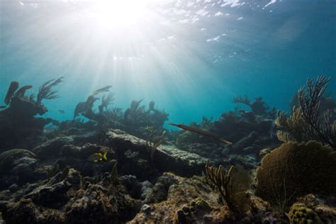 The Best Snorkeling at North Caicos and Middle Caicos | Visit Turks and ...