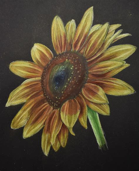 Sunflower Drawing In Pencil