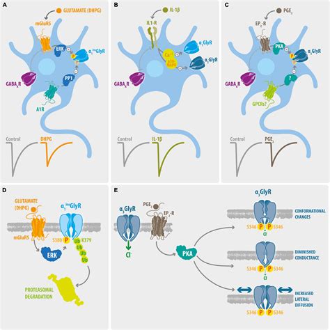 Pharmacology Of GABA And Glycine Neurotransmission, 57% OFF