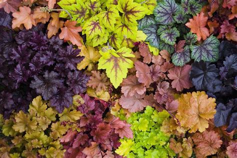 Real World Gardener Heuchera is Plant of the Week