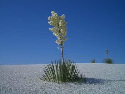 New Mexico Enchantment: New Mexico State Flower