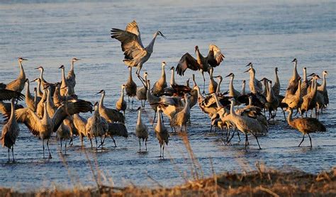 Headed North, Sandhill Cranes Squeeze In Where They Can - The New York ...