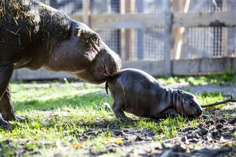 Stop What You're Doing And Look At This Tiny Hippo | Baby hippopotamus ...