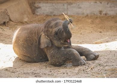 2,482 Elephant Calf Playing Images, Stock Photos & Vectors | Shutterstock