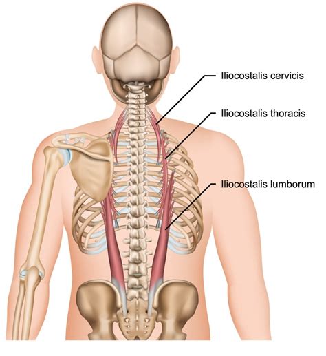 Erector Spinae Anatomy and Function - Crush Back Pain