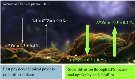 Scheme of isotope separation processes occurring during the Zn – bio fi... | Download Scientific ...