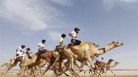 The Traditional Camel Racing In Saudi Arabia: Unique Sport Activity ...