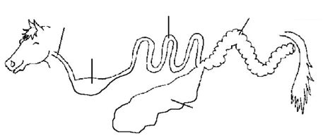 Modified Monogastric Digestive System Diagram | Quizlet