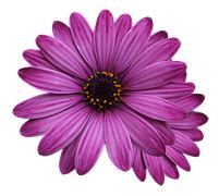 Free photo: Flowers, Purple, Blütenmeer - Free Image on Pixabay - 746083