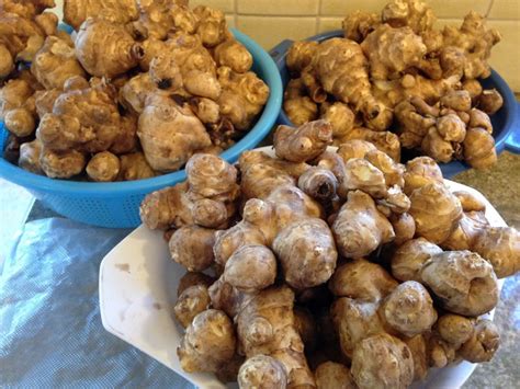 More Fun with Jerusalem Artichokes – A Gardener's Table