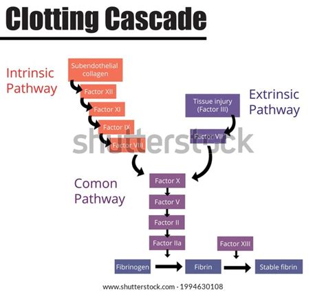 Coagulation Cascade Diagram Simple