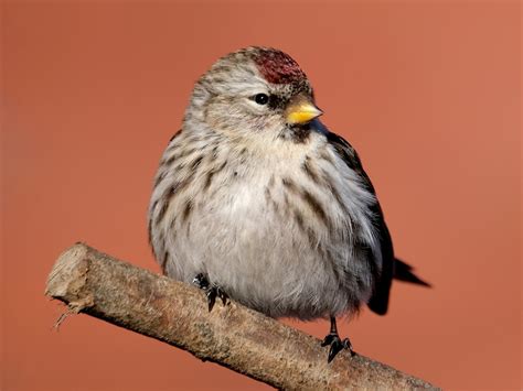 Common Redpoll - eBird