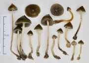 Claviceps Paspali contaminating Psilocybe Cubensis - Advanced Mycology - Shroomery Message Board