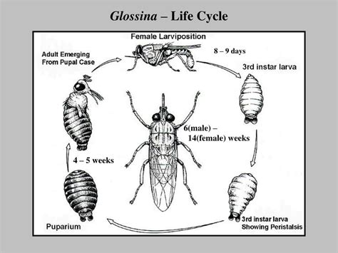 Life Cycle Of Glossina Spp