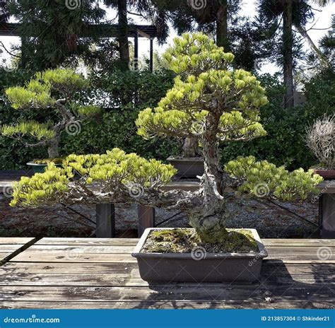 Japanese dwarf pine-bonsai stock photo. Image of dwarf - 213857304