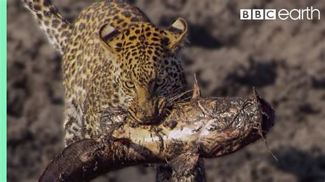 Leopard Learns How to Catch a Fish | BBC Earth - Fishing