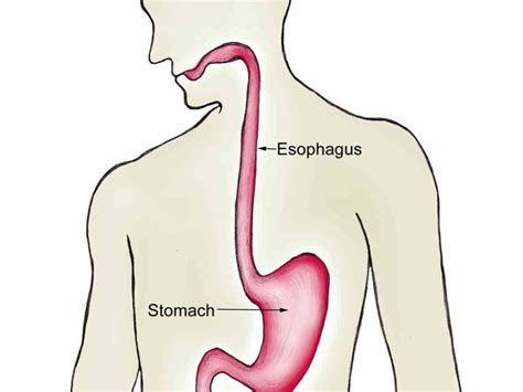 learn Esophagus Function In The Digestive System about the digestive ...