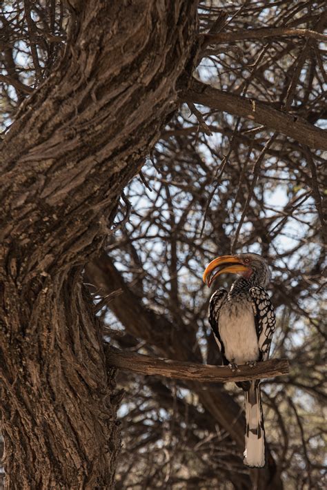 Namibia wildlife on Behance