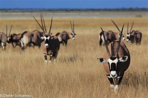 Gemsbok herd, Etosha NP, Namibia