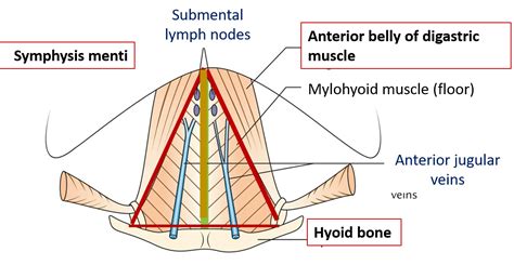 Anterior Triangle of Neck - Submental and Muscular triangles - Boundaries and Contents