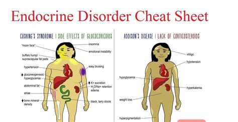 algunproblemita: Endocrine Diseases And Disorders Worksheet