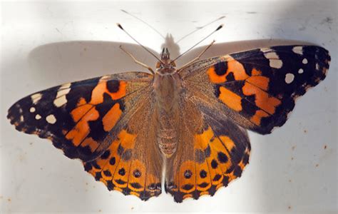 Painted Lady caterpillar to butterfly - Vanessa cardui - BugGuide.Net