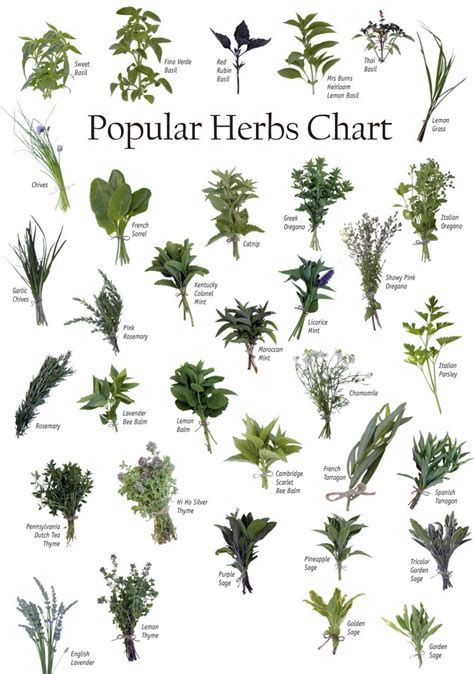 Medicinal Herbs are in use for thousand of years and are renowned for ...