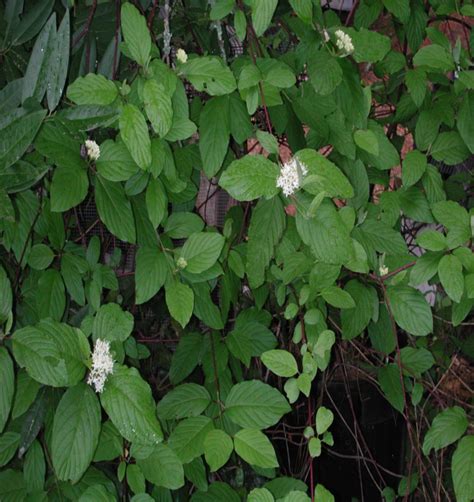 Cornus sericea subsp. sericea (American Dogwood) - Native Here Nursery