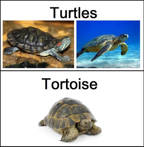 Tortugas VS Tortugas Marinas — 5 Diferencias y Comparaciones - PlagasWIKI