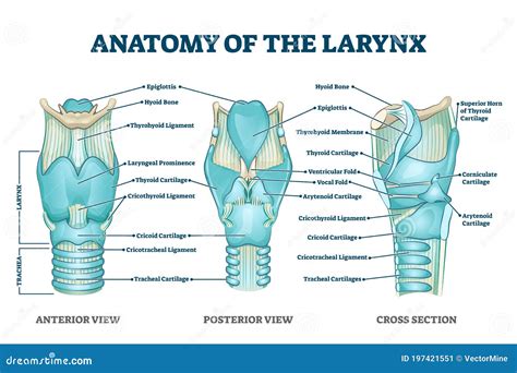 Larynx Anatomy with Labeled Structure Scheme and Educational Medical ...