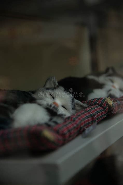 Silueta Vertical De Dos Gatitos Lindos Durmiendo En Un Escaparate Imagen de archivo - Imagen de ...