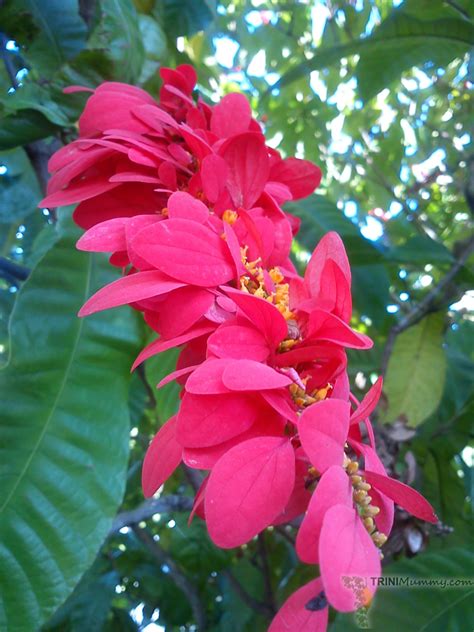 Trini Mummy - Our national flower in Trinidad and Tobago....