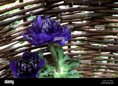 Anemone fullstar blue hi-res stock photography and images - Alamy