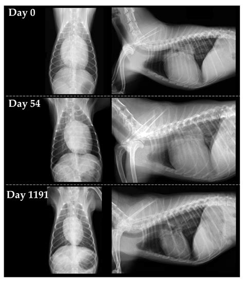 How Is Cardiomyopathy Treated In Dogs