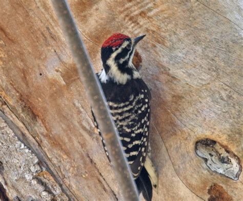 Pictures and information on Nuttall's Woodpecker