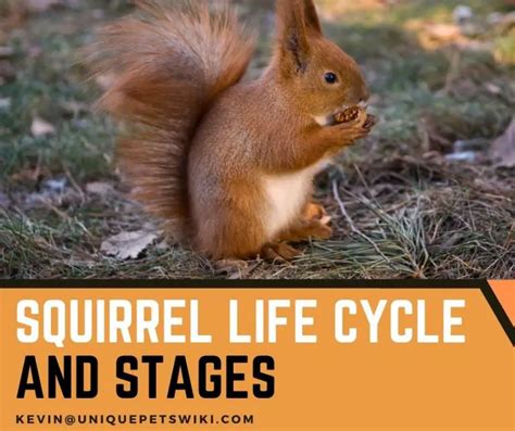 Squirrel Life Cycle: 5 Basic Stages You Must Know