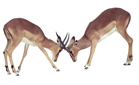 Two Isolated Fighting Antelope Stock Photo - Image of herbivorous, alertness: 9508902